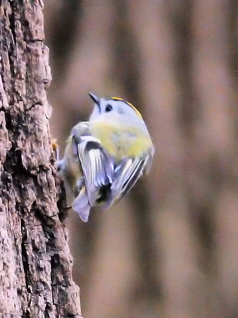 ⑧ キクイタダキ　成鳥　大阪城　2013/01/23　Photo by Kohyuh