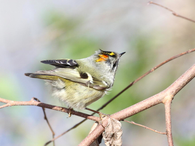⑤ キクイタダキ　成鳥　かわきた自然運動公園　八幡市　2013/01/26　Photo by Manda　（写真提供：　萬田）
