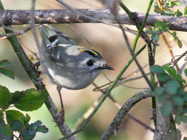 ⑩-２　キクイタダキ　成鳥　かわきた自然運動公園　八幡市　2013/03/12　Photo by Manda