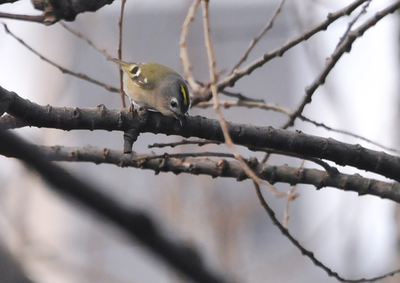 キクイタダキ （２態-1）　淀川左岸　枚方市　2016/02/15　Photo by Takase