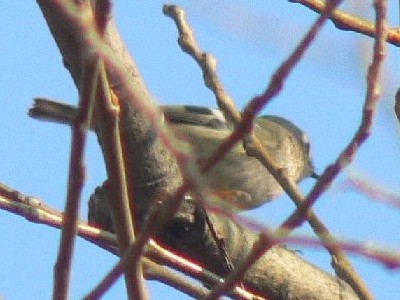 キクイタダキ 成鳥 枚方市 淀川左岸 2008/01/06 Photo by Takase (写真提供: 高瀬)