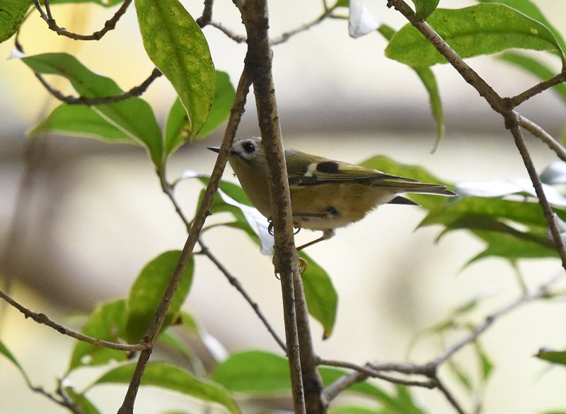 LNC^_L@iW-3j@@@{s@2017/11/23@ Photo by Hyashi