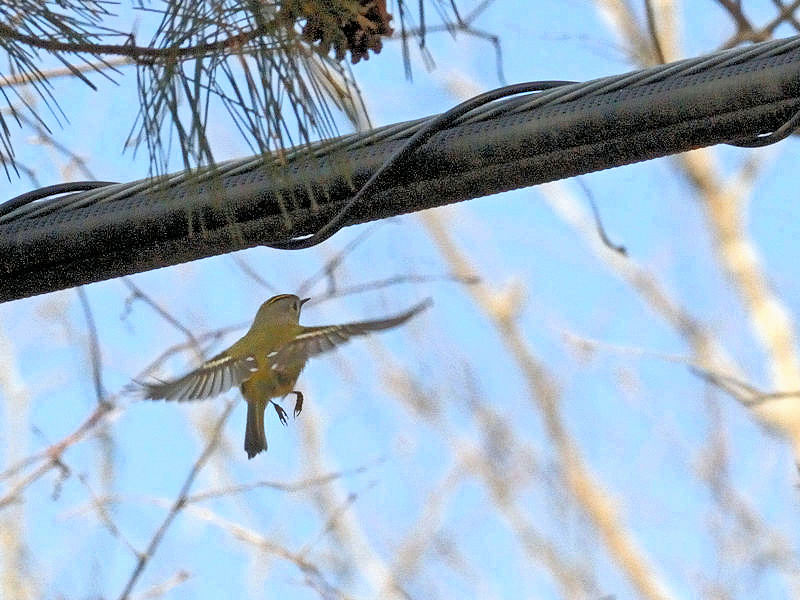 くろんど池の野鳥たち（１５態-5） くろんど池　生駒市 2018/01/15　Photo by Kohyuh （写真提供：　好酉）