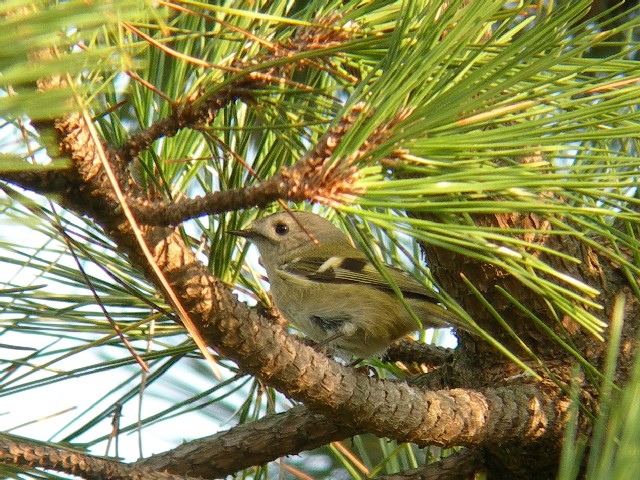 C LNC^_L@@s@@2009/10/30@ Photo by Takayama