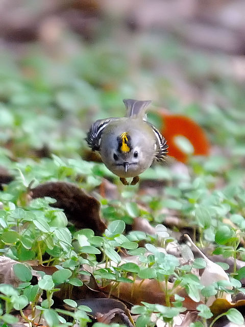 ⑨ キクイタダキ　成鳥　大阪城　2013/01/23　Photo by Kohyuh