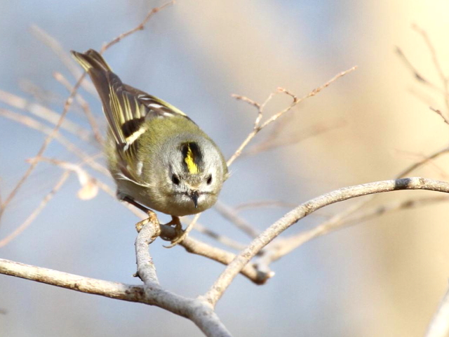① キクイタダキ　成鳥　かわきた自然運動公園　八幡市　2013/01/26　Photo by Manda　（写真提供：　萬田）
