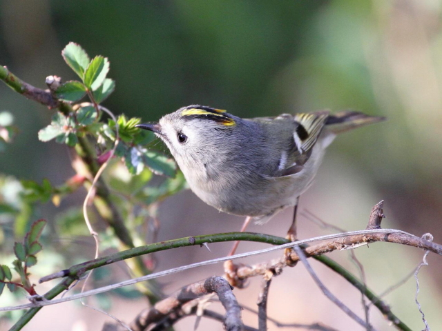 ⑩-３　キクイタダキ　成鳥　かわきた自然運動公園　八幡市　2013/03/12　Photo by Manda