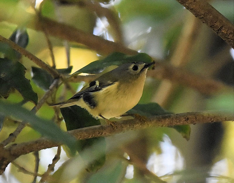 LNC^_L@iW-4j@@@{s@2017/11/23@ Photo by Hyashi