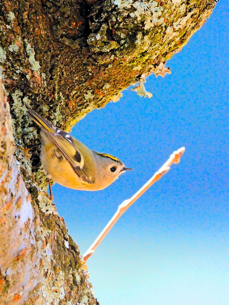 くろんど池の野鳥たち（１５態-6） くろんど池　生駒市 2018/01/15　Photo by Kohyuh （写真提供：　好酉）