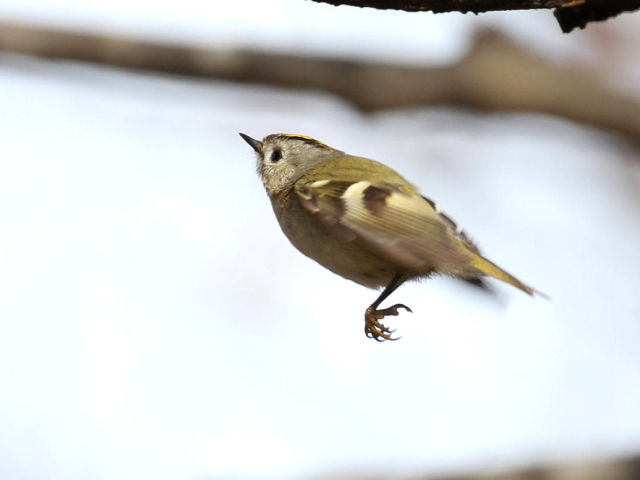 ⑥ キクイタダキ　成鳥　かわきた自然運動公園　八幡市　2013/01/26　Photo by Manda　（写真提供：　萬田）