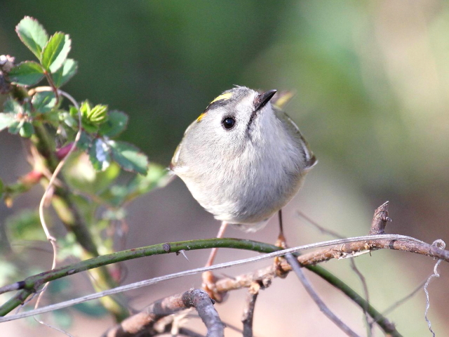 ⑩-４　キクイタダキ　成鳥　かわきた自然運動公園　八幡市　2013/03/12　Photo by Manda