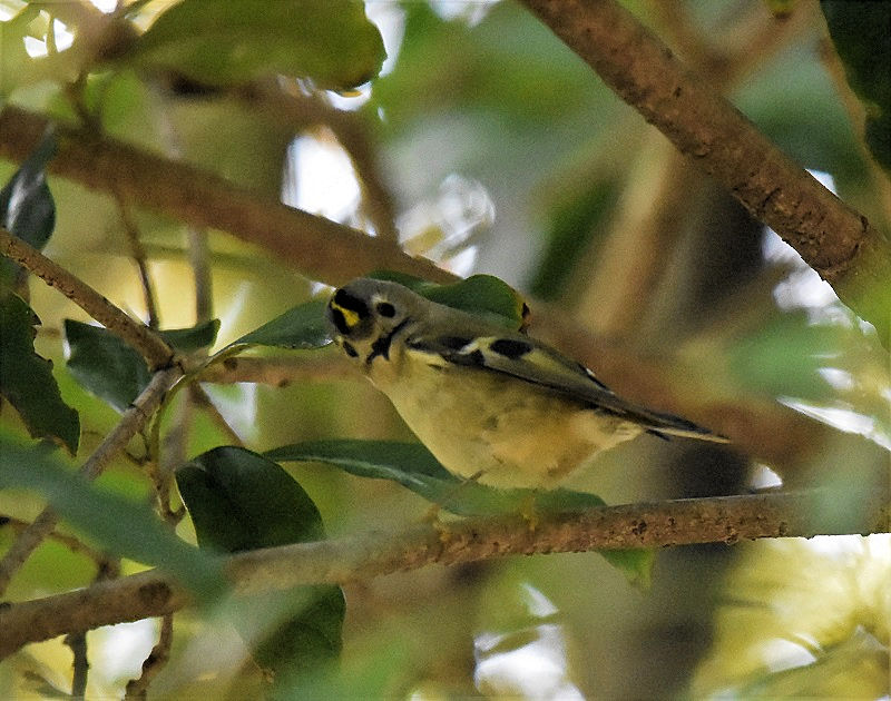 LNC^_L@iW-5j@@@{s@2017/11/23@ Photo by Hyashi