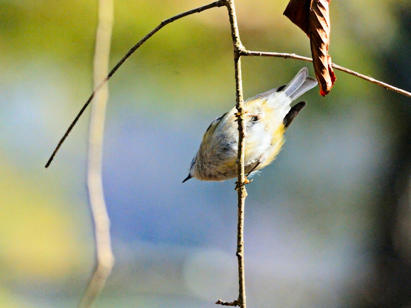 くろんど池の野鳥たち（１５態-7） くろんど池　生駒市 2018/01/15　Photo by Kohyuh （写真提供：　好酉）