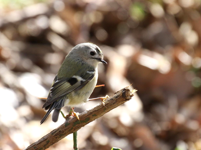 ③ キクイタダキ　成鳥　かわきた自然運動公園　八幡市　2013/01/26　Photo by Manda　（写真提供：　萬田）