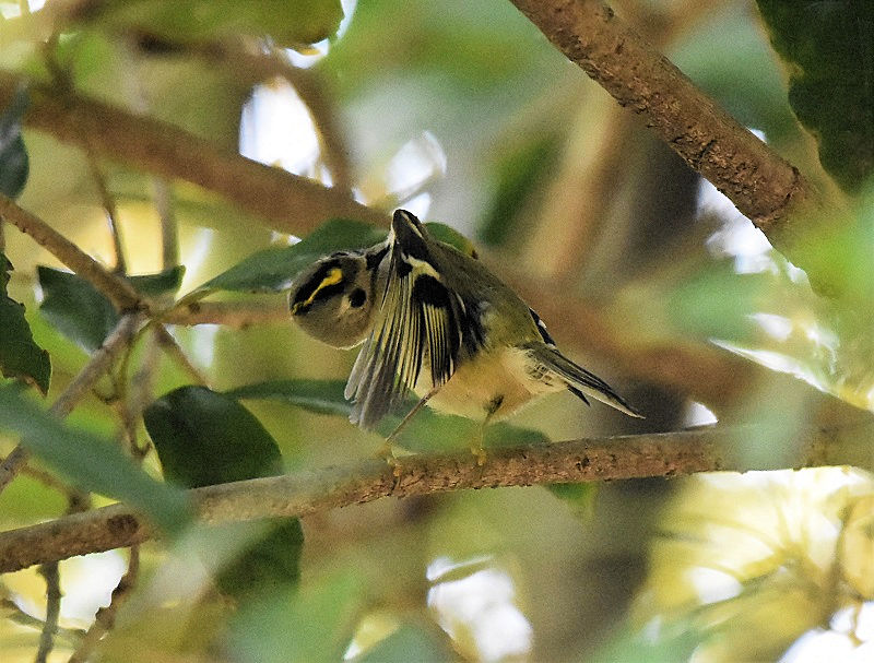 LNC^_L@iW-6j@@@{s@2017/11/23@ Photo by Hyashi