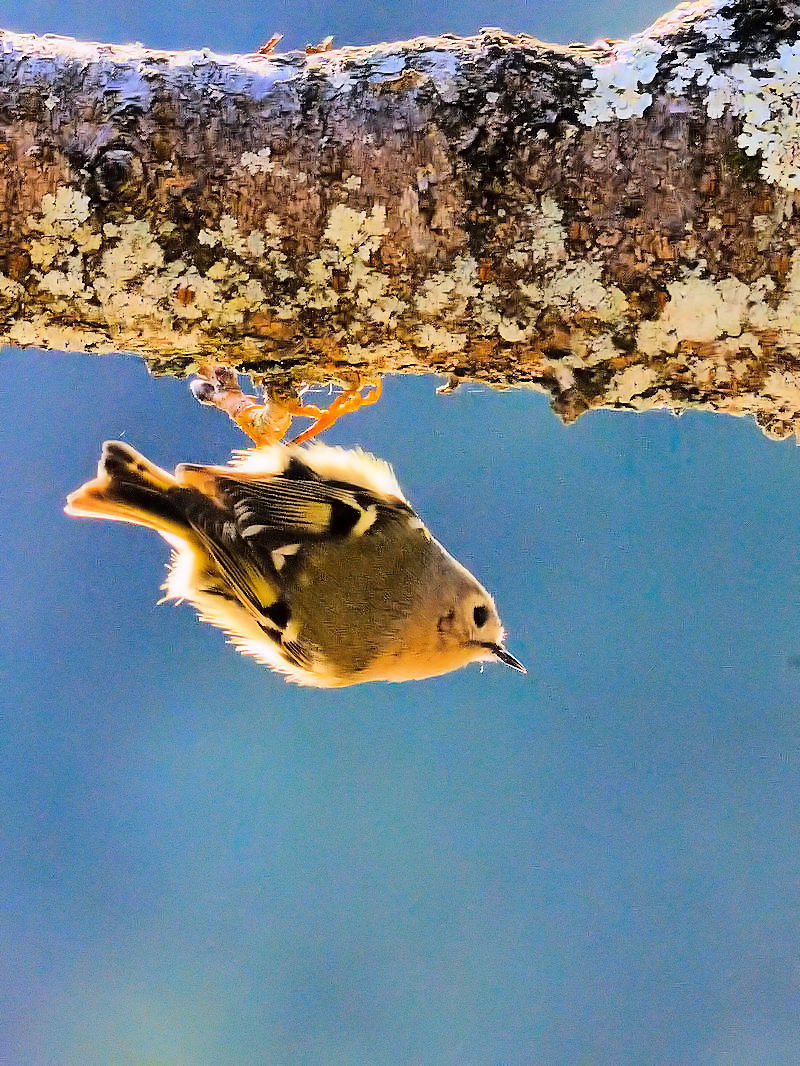 くろんど池の野鳥たち（１５態-8） くろんど池　生駒市 2018/01/15　Photo by Kohyuh （写真提供：　好酉）