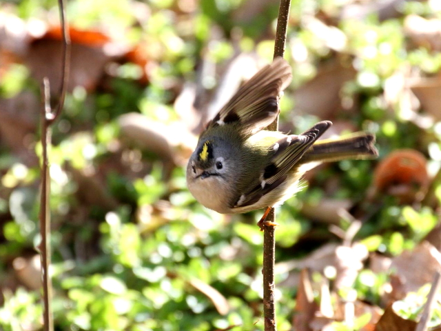 ② キクイタダキ　成鳥　かわきた自然運動公園　八幡市　2013/01/26　Photo by Manda　（写真提供：　萬田）