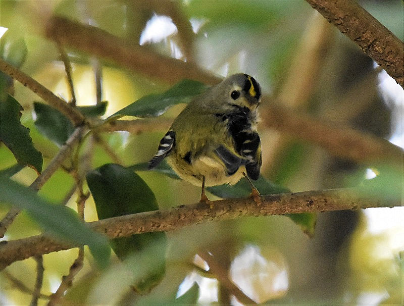 LNC^_L@iW-7j@@@{s@2017/11/23@ Photo by Hyashi