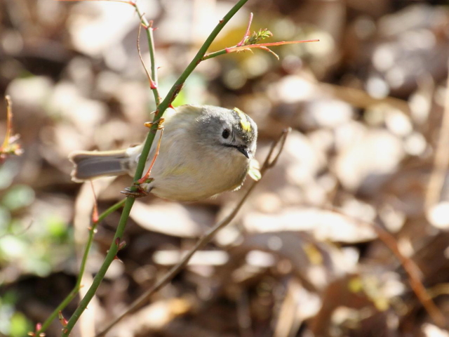 ④ キクイタダキ　成鳥　かわきた自然運動公園　八幡市　2013/01/26　Photo by Manda　（写真提供：　萬田）