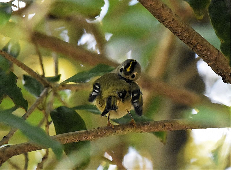 LNC^_L@iW-8j@@@{s@2017/11/23@ Photo by Hyashi