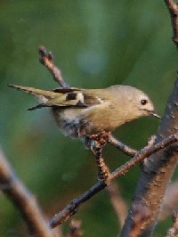 《キクイタダキ》 写真はクリックで拡大する