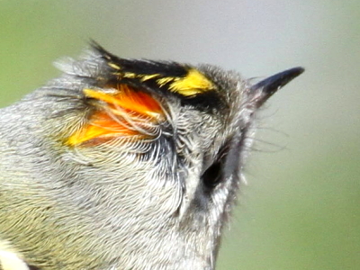 雄の証　2013/01/26　Photo by Manda