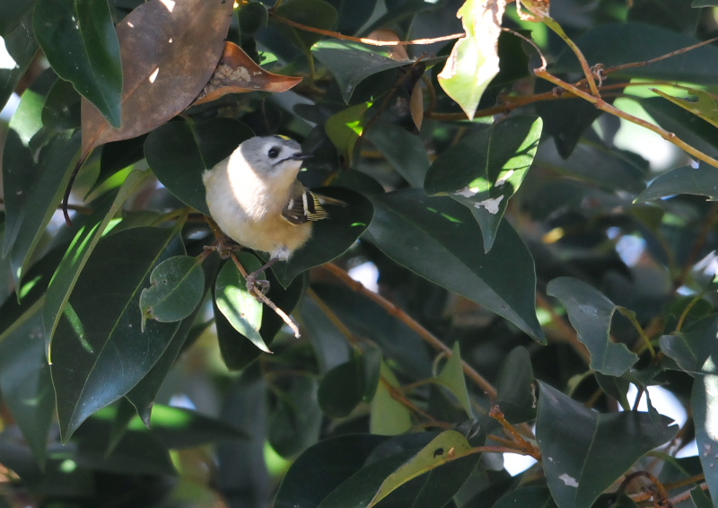 キクイタダキ （２態-2）　淀川左岸　枚方市　2016/02/15　Photo by Takase