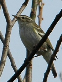 sL}VNCt@ʐ^̓NbNŊg傷