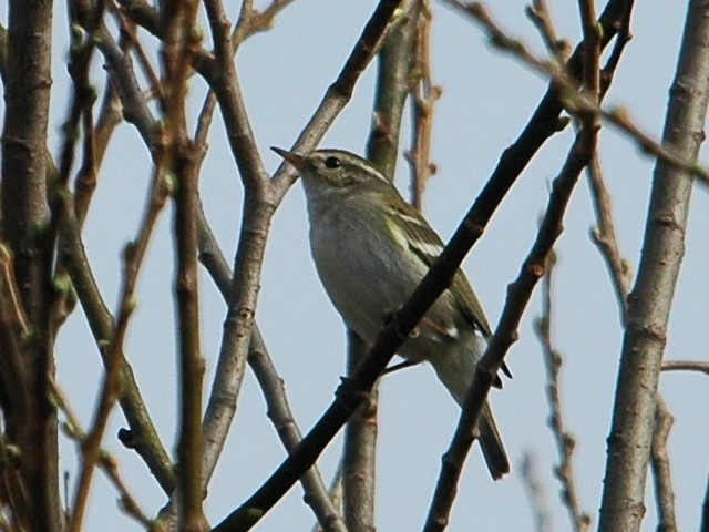 @ L}VNC@@@썶݁@s@2009/03/08@Photo by Takase