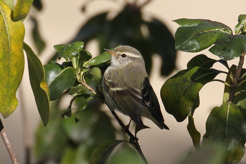 L}VNC@@iW-4j@@s@2016/01/25@Photo by Manda