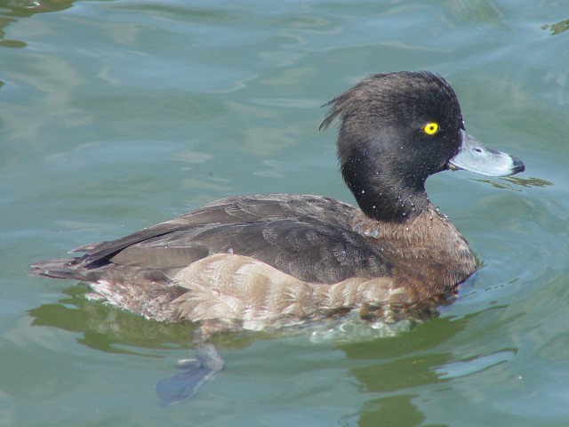 C LNnW @s@ߌΒn@ 2007/02/19@ Photo by Kohyuh