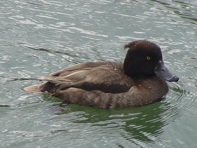 A LNnW @ĉH@@ 2007/02/24@ Photo by Kohyuh