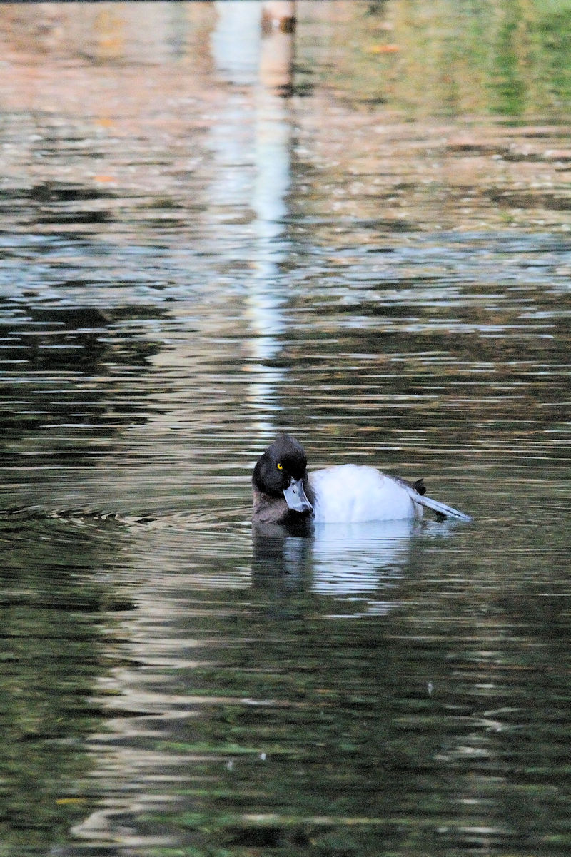 LNnW  iS-1j ՊC@s]ː 2007/11/27@ Photo by Kohyuh