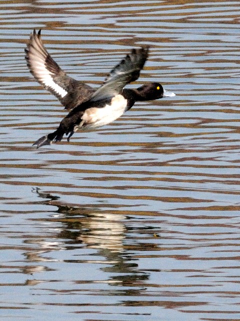 D LNnW@ @~H@s@ߌΒn@ 2010/12/06@ Photo by Kohyuh