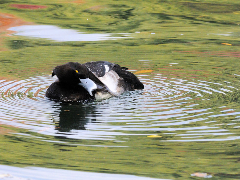 LNnW  iS-2j ՊC@s]ː 2007/11/27@ Photo by Kohyuh