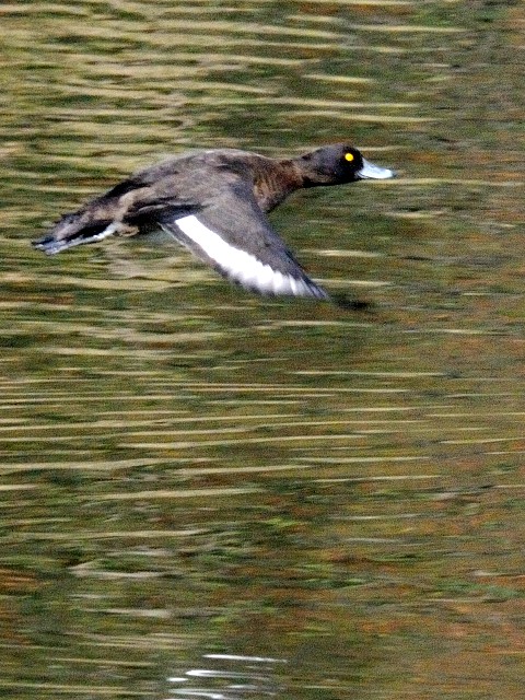 E LNnW@ @~H@s@ߌΒn@ 2010/12/06@ Photo by Kohyuh