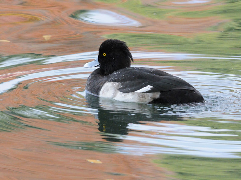 LNnW  iS-3j ՊC@s]ː 2007/11/27@ Photo by Kohyuh