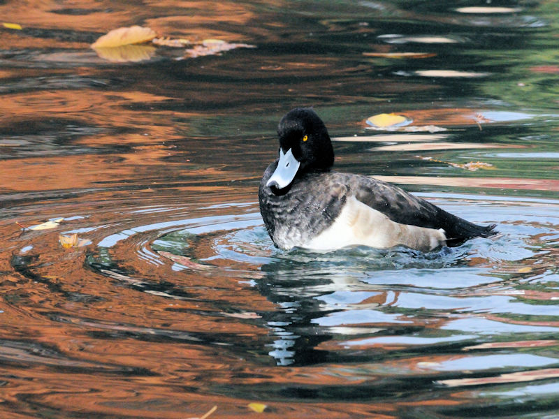 LNnW  iS-4j ՊC@s]ː 2007/11/27@ Photo by Kohyuh