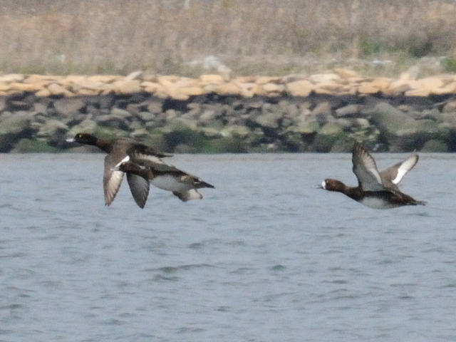 F LNnW@ @{^Cv iE[j@s@썶݁@ 2011/04/21@ Photo by Kohyuh