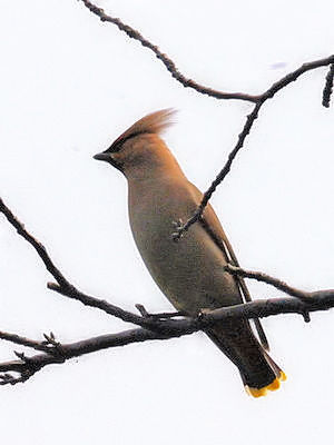 ① キレンジャク　成鳥　大阪城公園　大阪市　2011/03/15　 Photo by Kohyuh