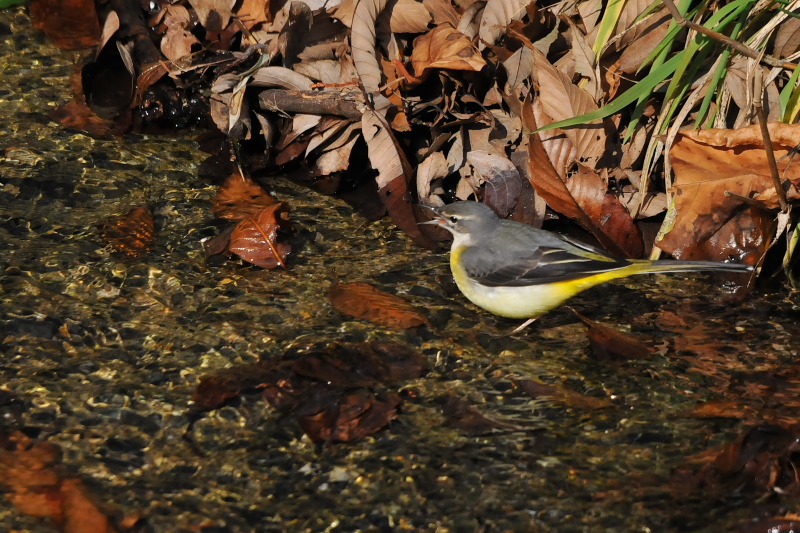キセキレイ　男山　八幡市　2015/01/18　Photo by Takase