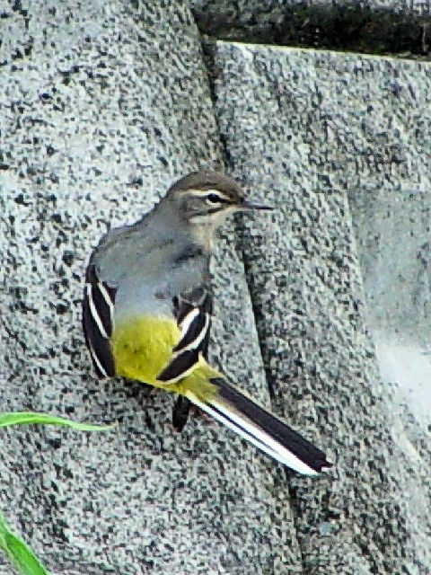 @ LZLC@@@s@J@ 2004/09/24@ Photo by Kohyuh