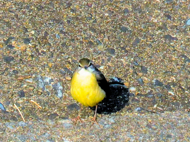 LZLCiR-1j D@s 2018/12/01@ Photo by Kohyuh