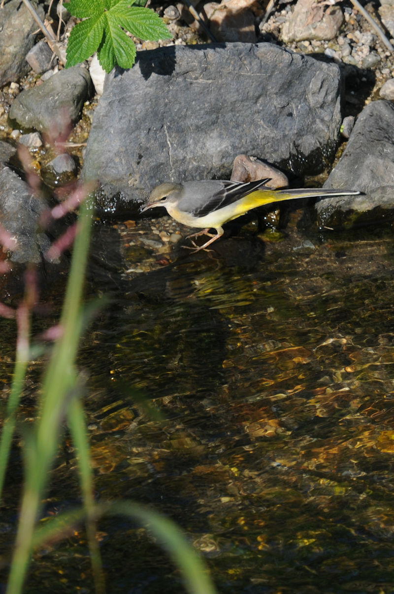 LZLCiR-1j@@D@s@2019/11/06@ Photo by Kohyuh