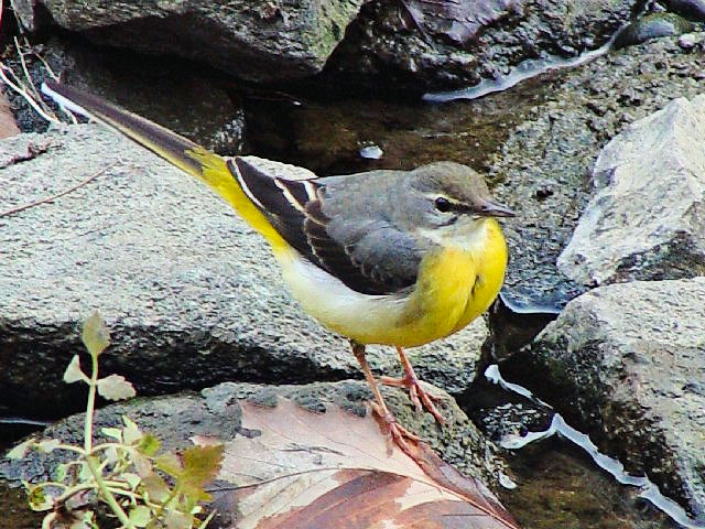 A LZLC@@s@Rcr@ 2009/02/04@ Photo by Kohyuh