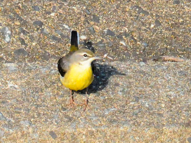 LZLCiR-2j D@s 2018/12/01@ Photo by Kohyuh