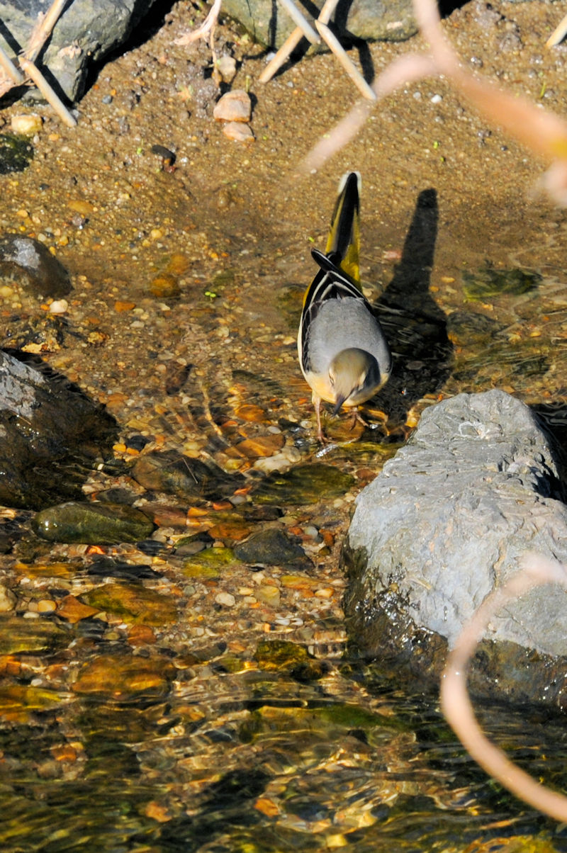 LZLCiR-2j@@D@s@2019/11/06@ Photo by Kohyuh