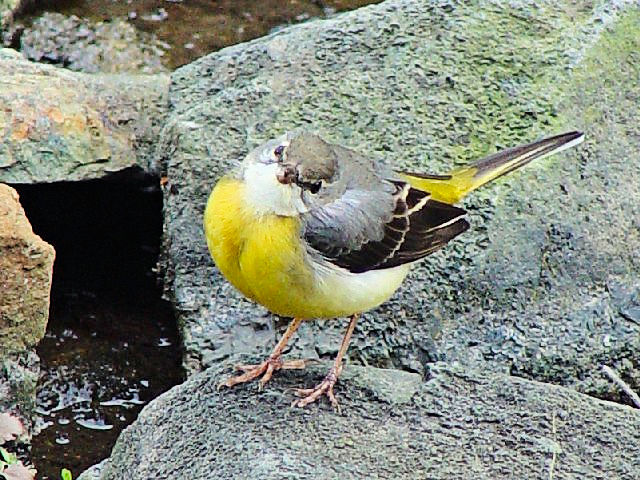 B LZLC@@s@Rcr@ 2009/02/04@ Photo by Kohyuh