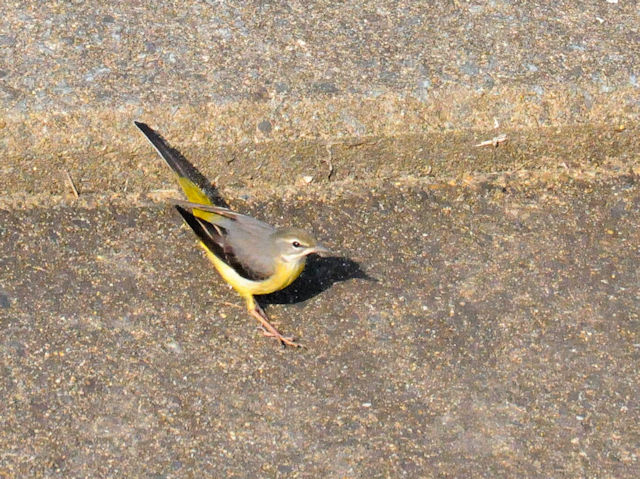 LZLCiR-3j D@s 2018/12/01@ Photo by Kohyuh