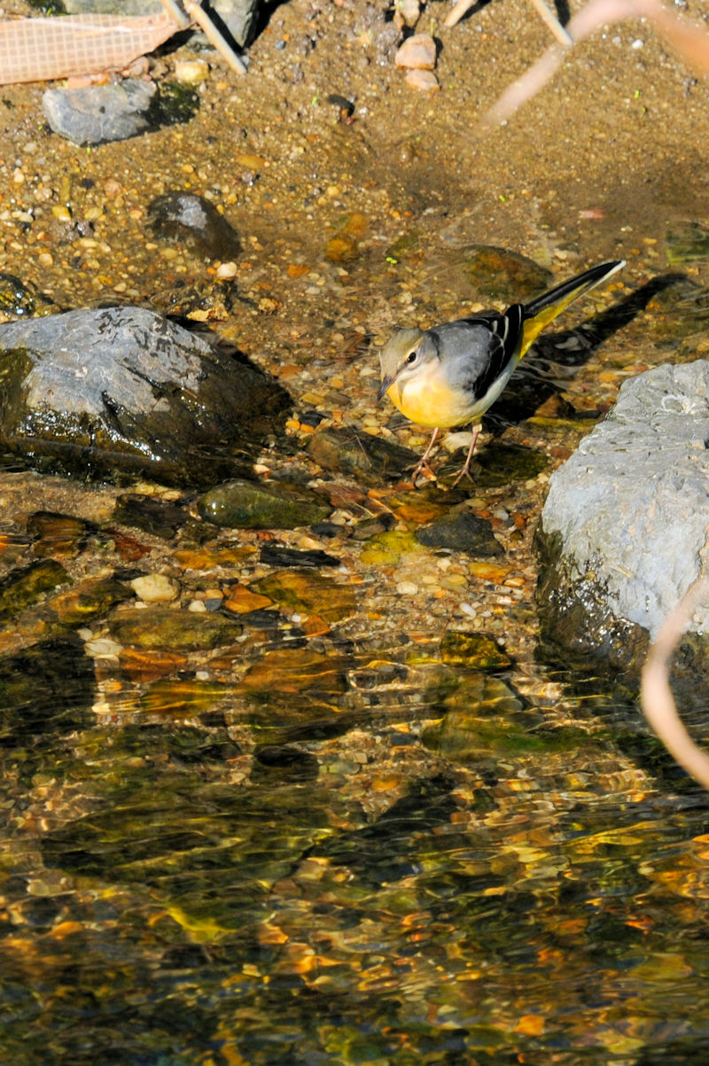 LZLCiR-3j@@D@s@2019/11/06@ Photo by Kohyuh